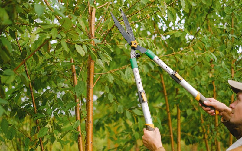 Tree trimming in Wallsburg, UT