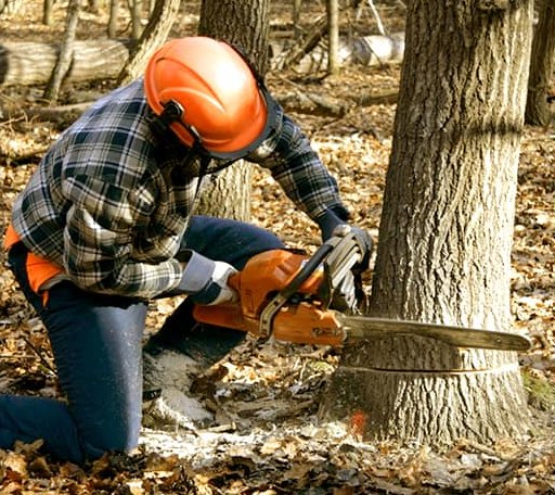 Tree Removal in Wallsburg, UT